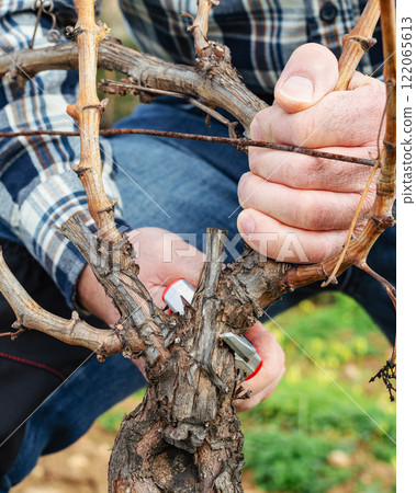 Farmer pruning the vine in winter. Agriculture. Farmer pruning the vine in winter. Agriculture. 122065613