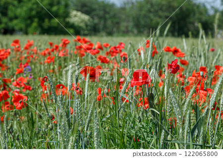 Beautiful red poppies on the field 122065800