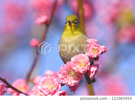 White-eye in the red plum blossoms in full bloom (strange face image) (spring image) 122065954
