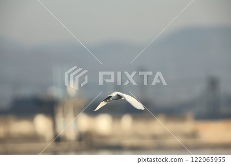 白鷺的蒼蠅 122065955