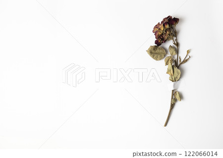 Dry rose flower taped with patch to white paper with copy space 122066014