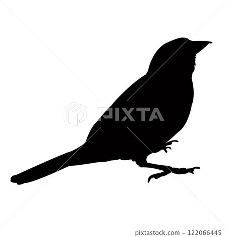 a sparrow body silhouette vector a sparrow body silhouette vector 122066445