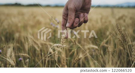 Male hand touching a golden wheat ear Male hand touching a golden wheat ear 122066520