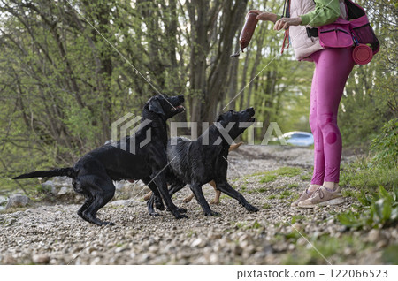 Owner throwing her labrador retrievers a toy in the water Owner throwing her labrador retrievers a toy in the water 122066523