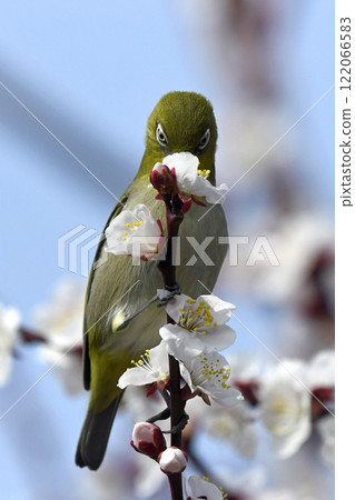 盛開的繡眼鳥（春天的圖像）（溫馨的圖像） 122066583