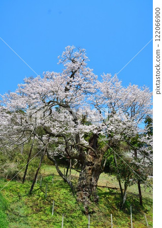 Nagasawa Cherry Blossoms (Fukushima Prefecture) 122066900