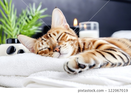 Bengal cat sleeping peacefully at home cozy indoor setting captured in natural light relaxation concept Bengal cat sleeping peacefully at home cozy indoor setting captured in natural light relaxation concept 122067019
