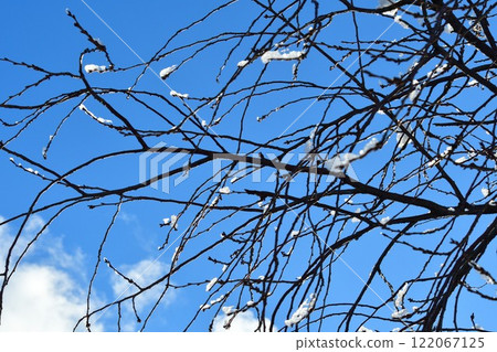 冬天的上潟公園（新潟縣） 122067125