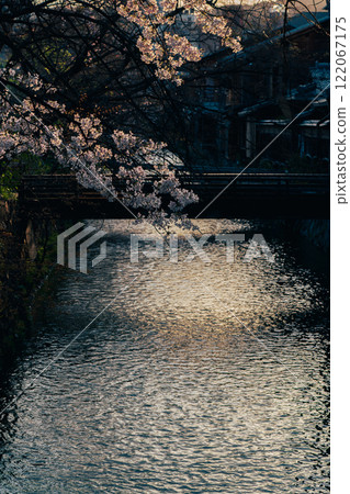 春天在古都京都東山祗園白河拍攝櫻花 122067175