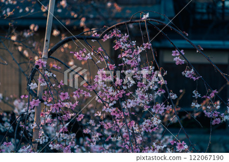 Photographing cherry blossoms in Higashiyama Gion Shirakawa, Kyoto City in spring in the ancient capital 122067190