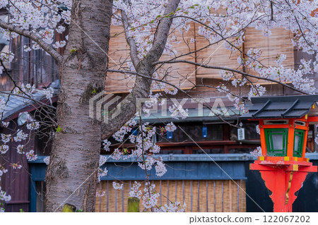 Photographing cherry blossoms in Higashiyama Gion Shirakawa, Kyoto City in spring in the ancient capital 122067202