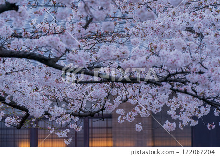 Photographing cherry blossoms in Higashiyama Gion Shirakawa, Kyoto City in spring in the ancient capital 122067204