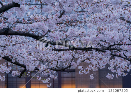 Photographing cherry blossoms in Higashiyama Gion Shirakawa, Kyoto City in spring in the ancient capital 122067205