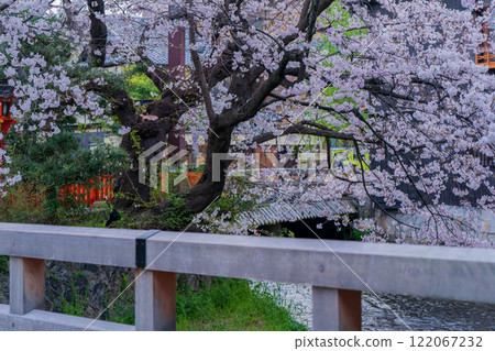 春天在古都京都東山祗園白河拍攝櫻花 122067232