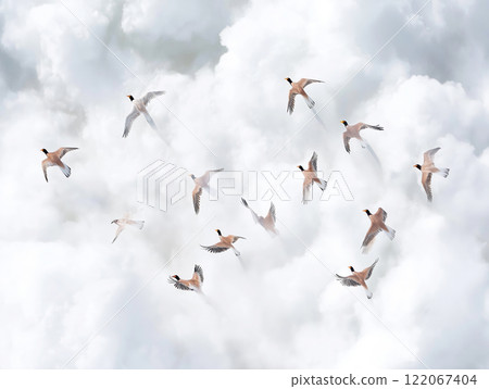 Birds flying through white clouds Birds flying through white clouds 122067404