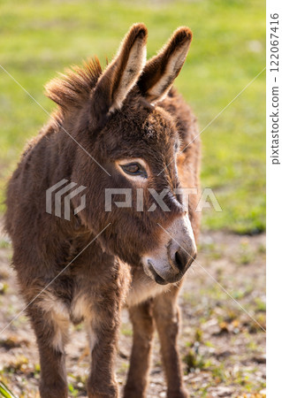 Donkey in Majorca, Mallorca, Balearic Islands, Spain, Europe 122067416