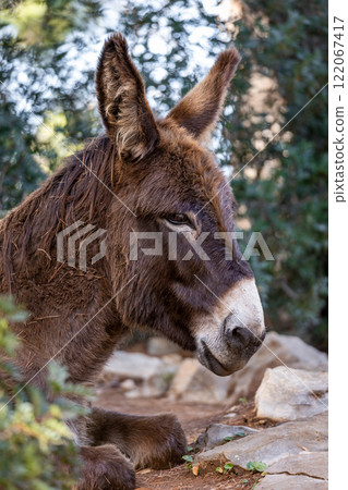 Donkey in Majorca, Mallorca, Balearic Islands, Spain, Europe 122067417