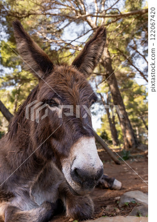 Donkey in Majorca, Mallorca, Balearic Islands, Spain, Europe Donkey in Majorca, Mallorca, Balearic Islands, Spain, Europe 122067420