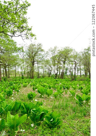 當地臭菘菜群落(新潟縣) 當地臭菘菜群落(新潟縣) 122067445