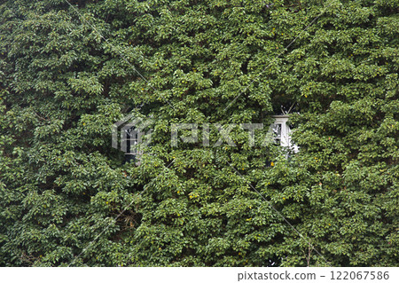 Two windows barely visible through ivy Two windows barely visible through ivy 122067586