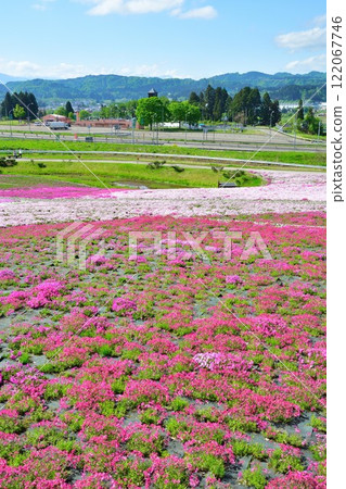 Negoya: A Village of Flowers, Greenery and Snow - Moss Phlox (Niigata Prefecture) 122067746