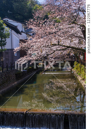 Cherry blossoms in Kinosaki Onsen - Near Sakura Bridge - (Hyogo Prefecture - Kinosaki Onsen) 122067776