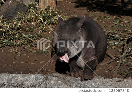 巴西貘在曬日光浴時伸出舌頭 122067848