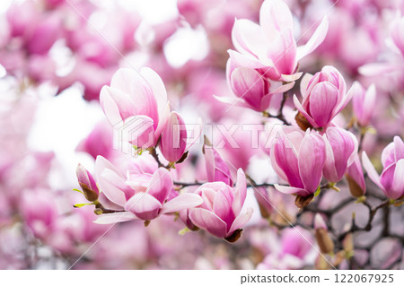 Pink Magnolia Blossoms on Tree Branches Pink Magnolia Blossoms on Tree Branches 122067925
