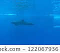 Dolphins swimming 122067936