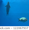 Seals swimming 122067937