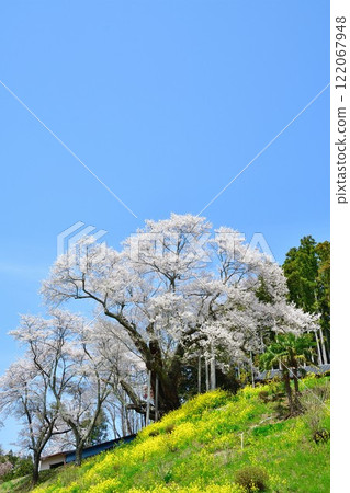 Matsuda Cherry Blossoms (Fukushima Prefecture) 122067948