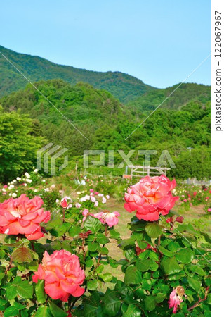 Osugi Rose Garden (Niigata Prefecture) Osugi Rose Garden (Niigata Prefecture) 122067967
