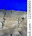 Chinese eel 122068060