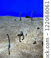 Chinese eel 122068061