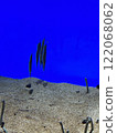 Chinese eel 122068062