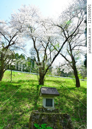 Cherry blossoms at Agegawa Power Station (Niigata Prefecture) 122068091
