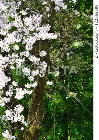 Cherry blossoms at Agegawa Power Station (Niigata Prefecture) Cherry blossoms at Agegawa Power Station (Niigata Prefecture) 122068099