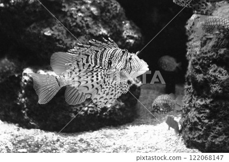 Lionfish 122068147