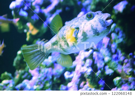 Puffer fish 122068148