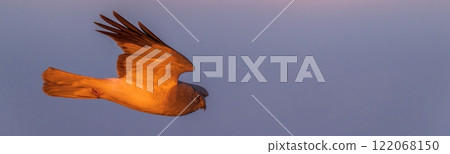 A male brown harrier flies leisurely in the morning sun 122068150