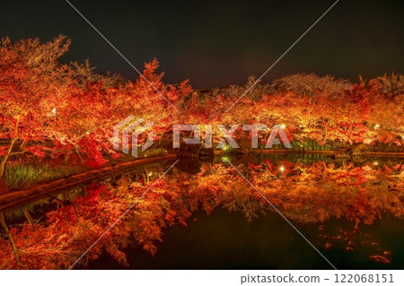 The scenery of maple leaves dyed red by the illumination 122068151