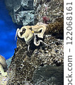 Octopus 122068161