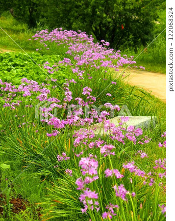 Tulbaghia blooming in early summer in a rural area 122068324