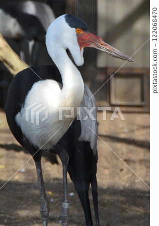 白蜥蜴(東京台東區上野動物園/上野公園) 白蜥蜴(東京台東區上野動物園/上野公園) 122068470