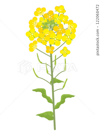 One rape blossom 122068472