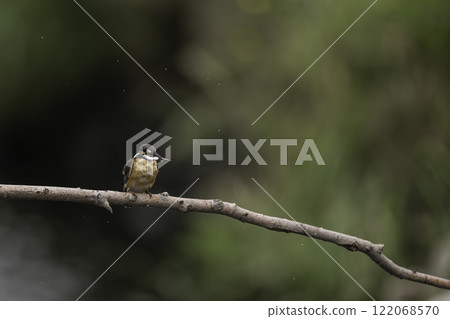 翠鳥捕獲一條小魚並棲息在樹枝上。 122068570