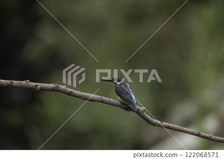 停在樹枝上的金魚 122068571