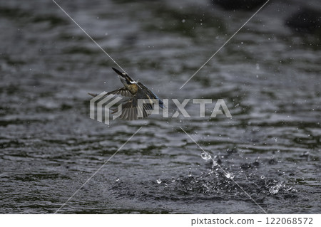 翠鳥從水面飛翔 122068572
