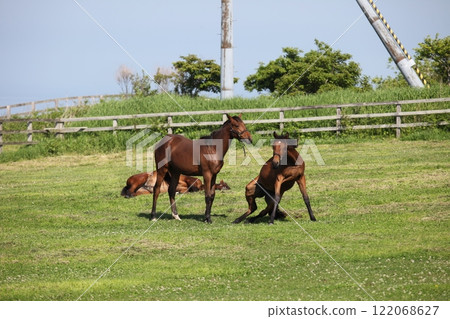 Scenery of a horse awakened_Hidaka Scenery of a horse awakened_Hidaka 122068627