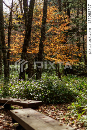 Nikko Autumn leaves Irohazaka Nikko Autumn leaves Irohazaka 122068797